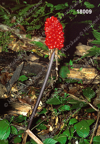 Arisaema macrospathum (Araceae)